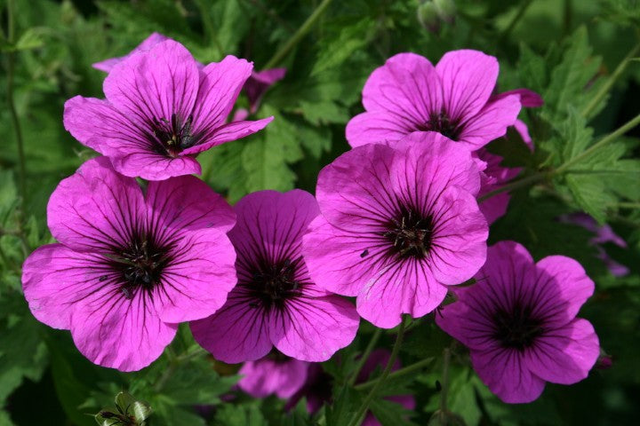 Geranium psilostemon,