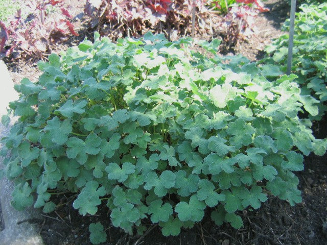 Geranium renardii,