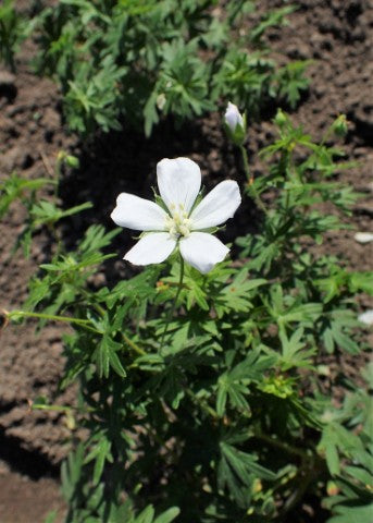 Geranium sanguineum 'Album',