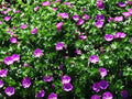 Geranium sanguineum 'Max Frei',