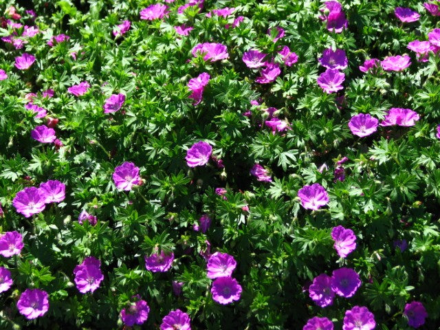 Geranium sanguineum 'Max Frei',