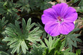 Geranium sanguineum,