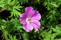 Geranium sanguineum 'Tiny Monster',