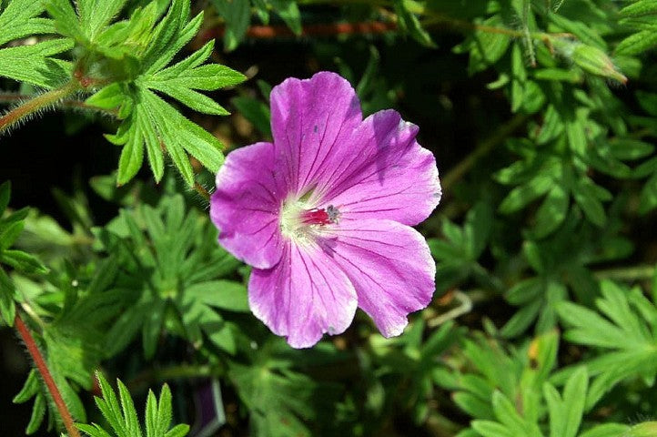 Geranium sanguineum 'Tiny Monster',