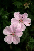 Geranium sanguineum striatum,