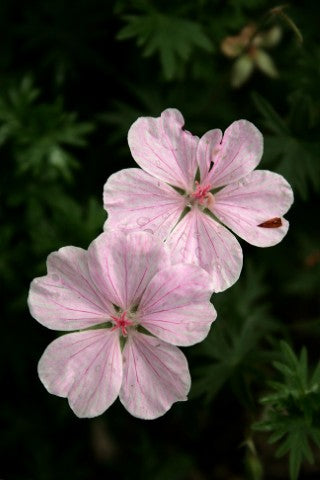 Geranium sanguineum striatum,