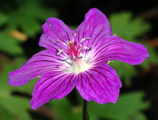 Geranium wlassovianum,