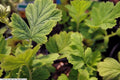 Geum chiloense 'Lady Stratheden',