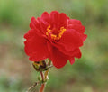 Geum chiloense 'Mrs Bradshaw',