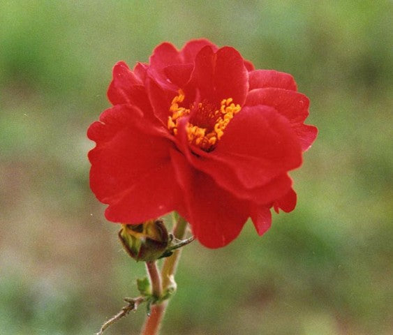 Geum chiloense 'Mrs Bradshaw',