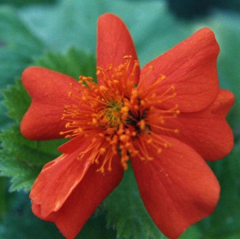 Geum coccineum 'Borisii'