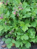 Geum rivale