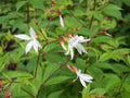 Gillenia trifoliata,