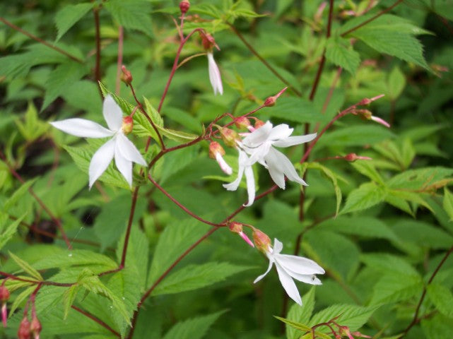 Gillenia trifoliata,