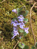 Glechoma hederacea,