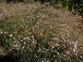 Gypsophila Rosenschleier',