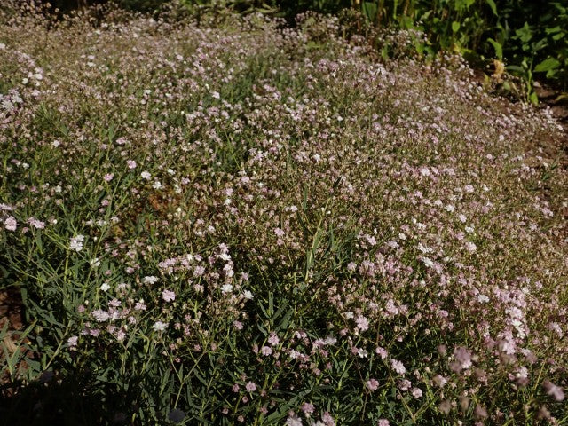 Gypsophila Rosenschleier',