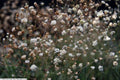 Gypsophila paniculata 'Bristol Fairy',