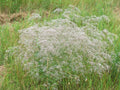 Gypsophila paniculata,
