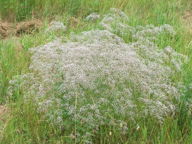 Gypsophila paniculata,