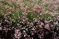 Gypsophila repens 'Rosea',