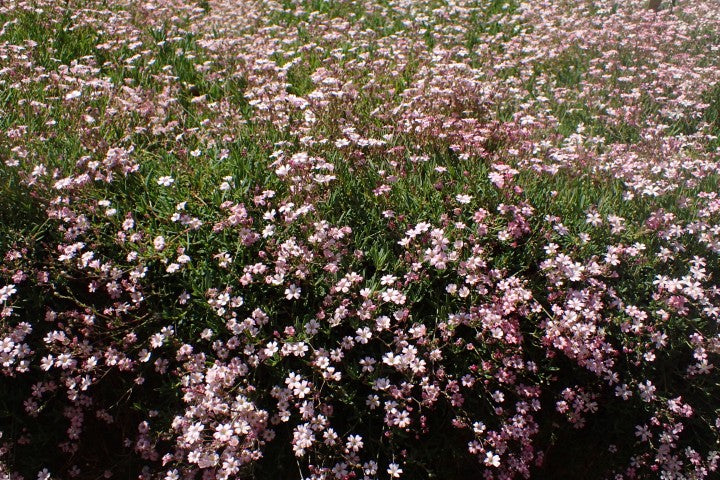 Gypsophila repens 'Rosea',