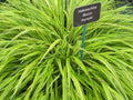 Hakonechloa macra 'Aureola'