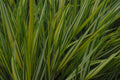 Hakonechloa macra