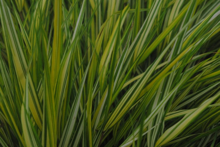Hakonechloa macra