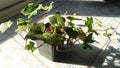 Hedera helix 'Hibernica'