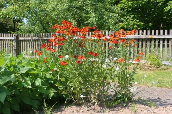 Helenium Moerheim Beauty',