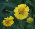 Helenium Rubinzwerg',