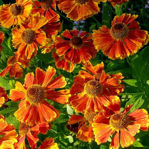 Helenium Waltraut',