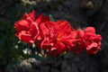 Helianthemum Amabile Plenum'