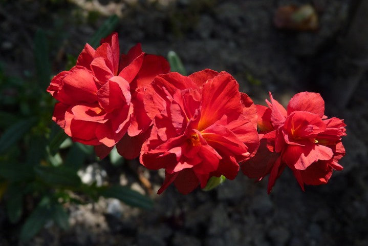 Helianthemum Amabile Plenum'