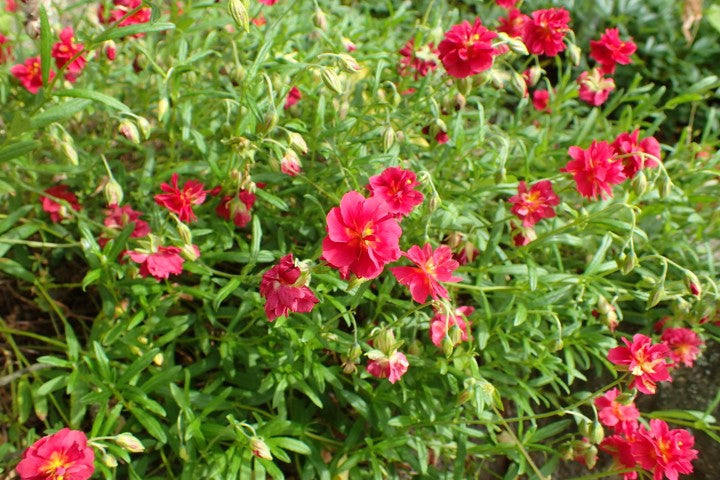 Helianthemum Cerise Queen'