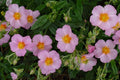 Helianthemum Lawrenson's Pink'