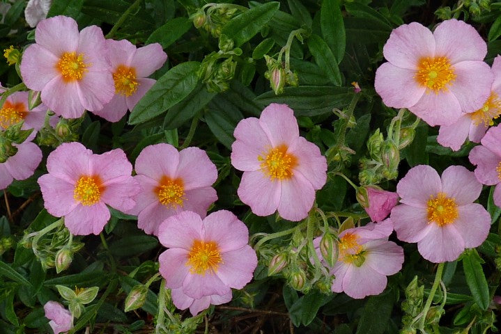 Helianthemum Lawrenson's Pink'