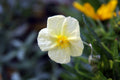 Helianthemum Wisley Primrose'