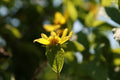 Helianthus Lemon Queen'
