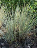 Helictotrichon sempervirens