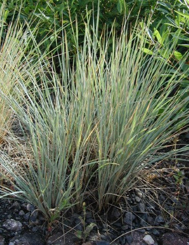 Helictotrichon sempervirens