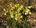 Helleborus foetidus