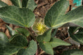 Helleborus sternii,