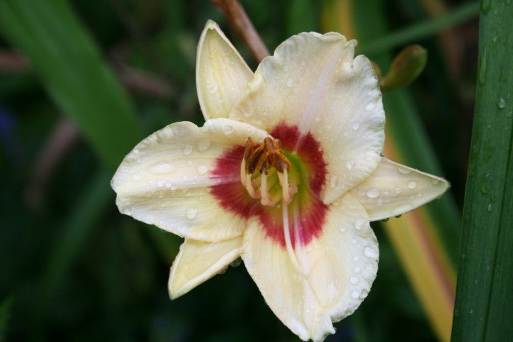 Hemerocallis 'Custard Candy'