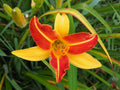 Hemerocallis 'Frans Hals'