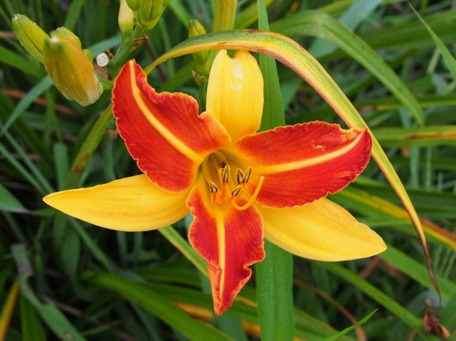 Hemerocallis 'Frans Hals'