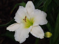 Hemerocallis 'Gentle Shepherd'