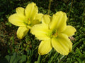Hemerocallis 'Green Flutter'