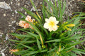 Hemerocallis Mini Pearl'